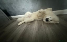 Samoyed dogs for sale: Beautiful 6-Month-Old Samoyed Boy for Sale - Image 4