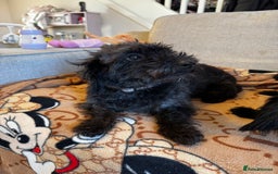 Mixed Breed dogs for sale: Dachshund x Toypoodles - Image 3