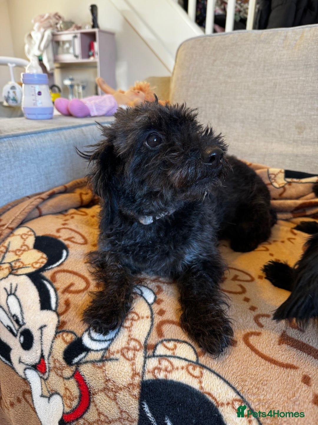 Mixed Breed dogs for sale: Dachshund x Toypoodles - Image 3