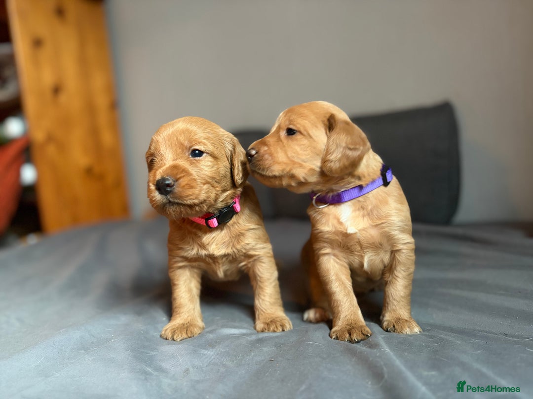 Labradoodle dogs for sale: Fox Red F1 Miniature Labradoodles  - Advert 6