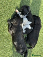 Mixed Breed dogs - Advert 2