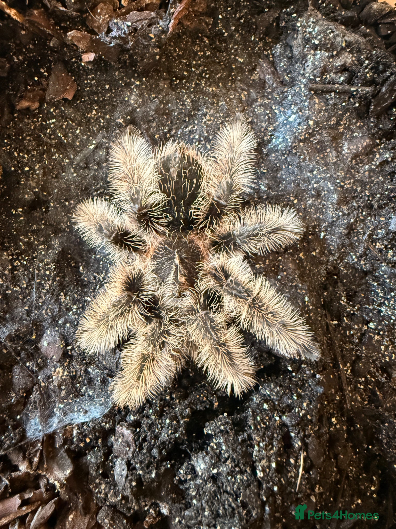 Tarantulas invertebrates Young Curley Hair Tarantula  - Advert 1