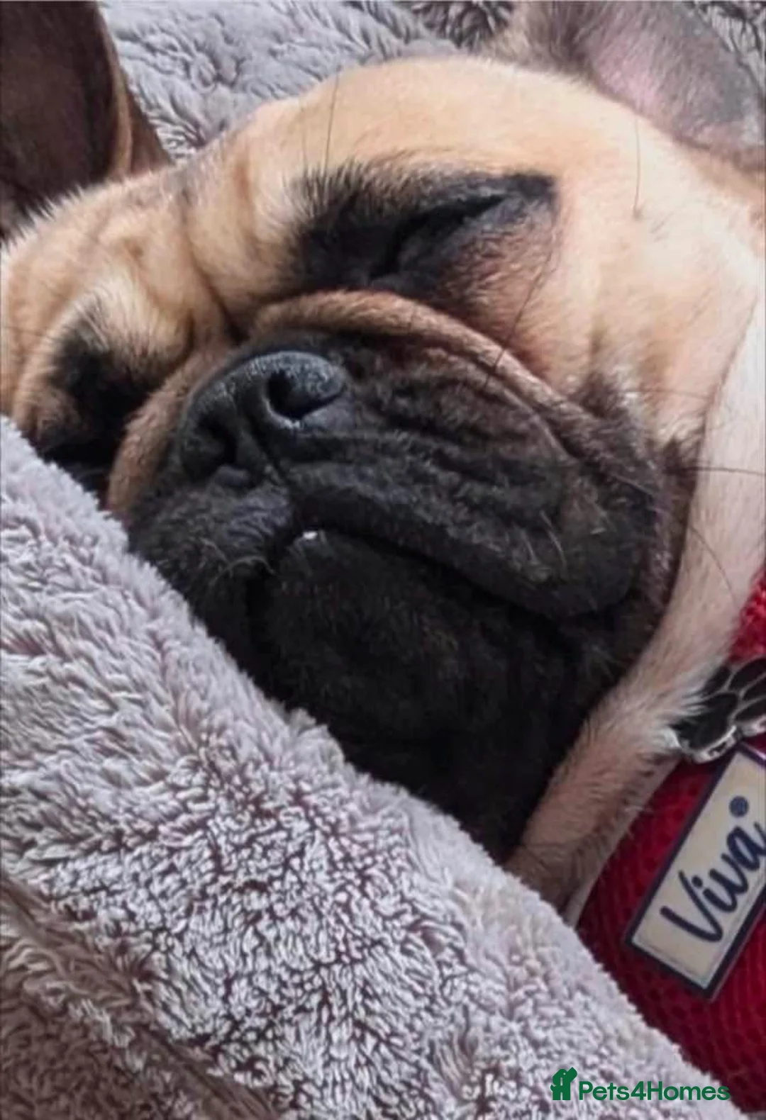 Frug dogs for sale: Frug  - Advert 5