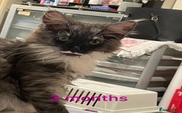 Maine Coon cats for sale: 3 mine coons cross girls  - Image 1