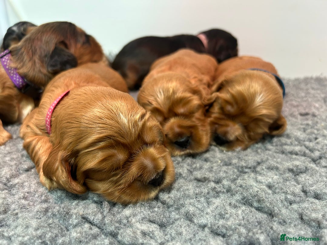 Cockalier dogs for sale: Adorable cockalier puppies 💙🩵💜❤️🩷 - Advert 5