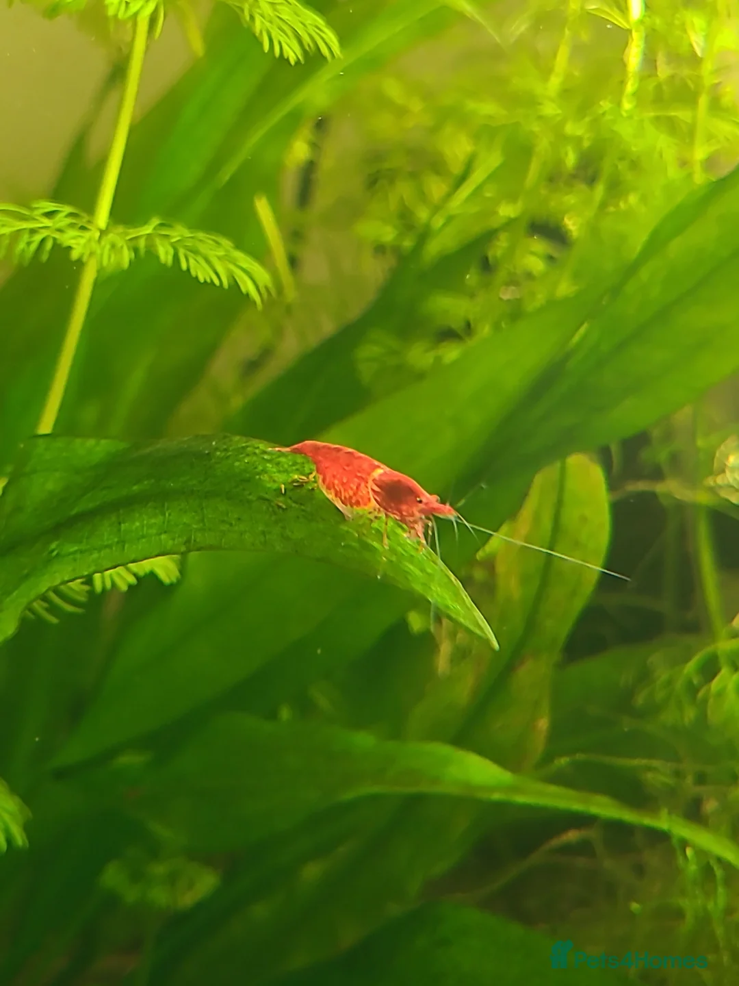 Mixed Breed livestock for sale: Neocaradina shrimp - Advert 5