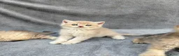 British Longhair cats for sale: Pedigree British shorthair & longhair golden  - Advert 7