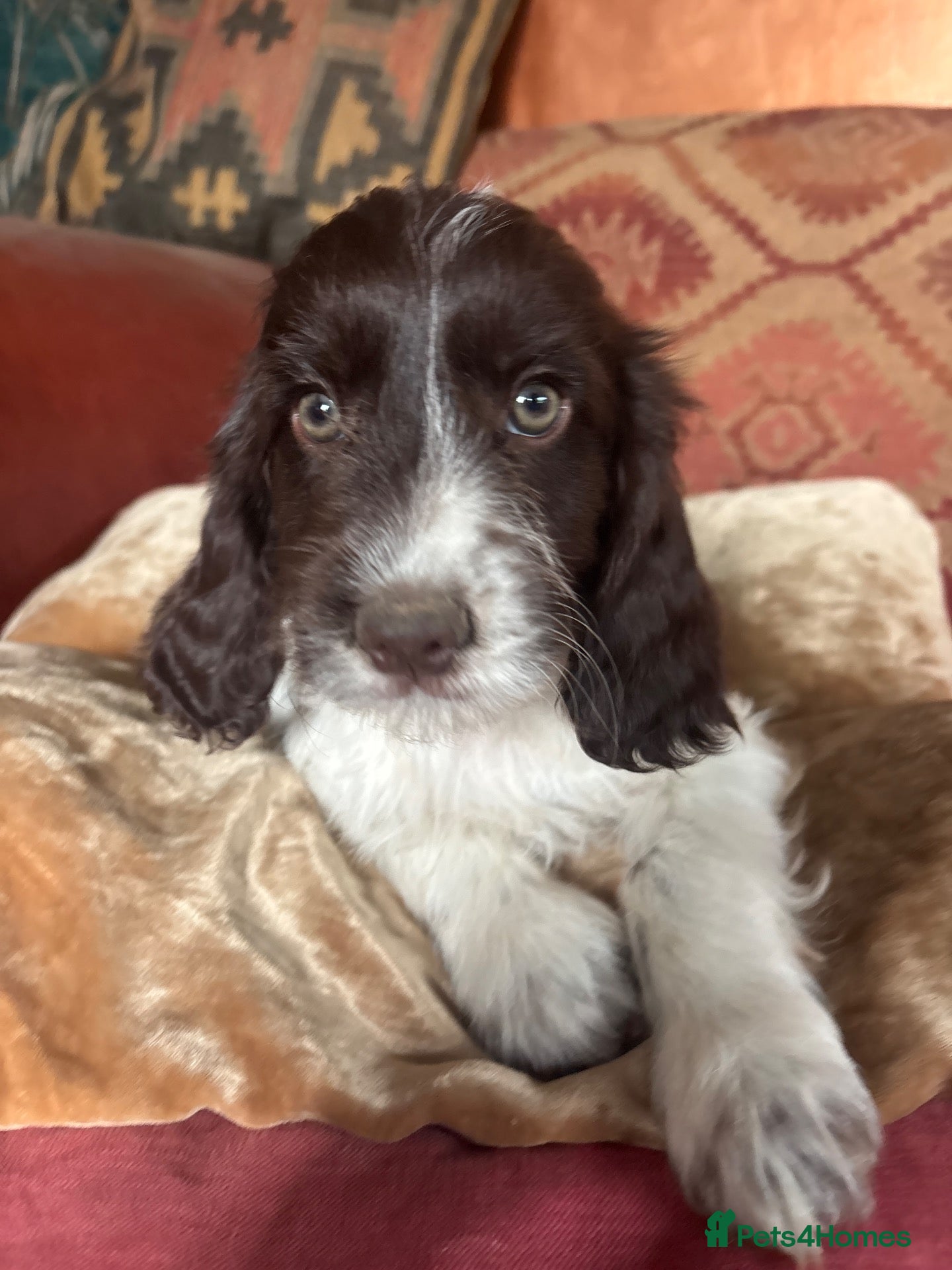 Cockapoo dogs 🩷💙Adorable small Cockapoo pups 🩷💙 - Advert 1