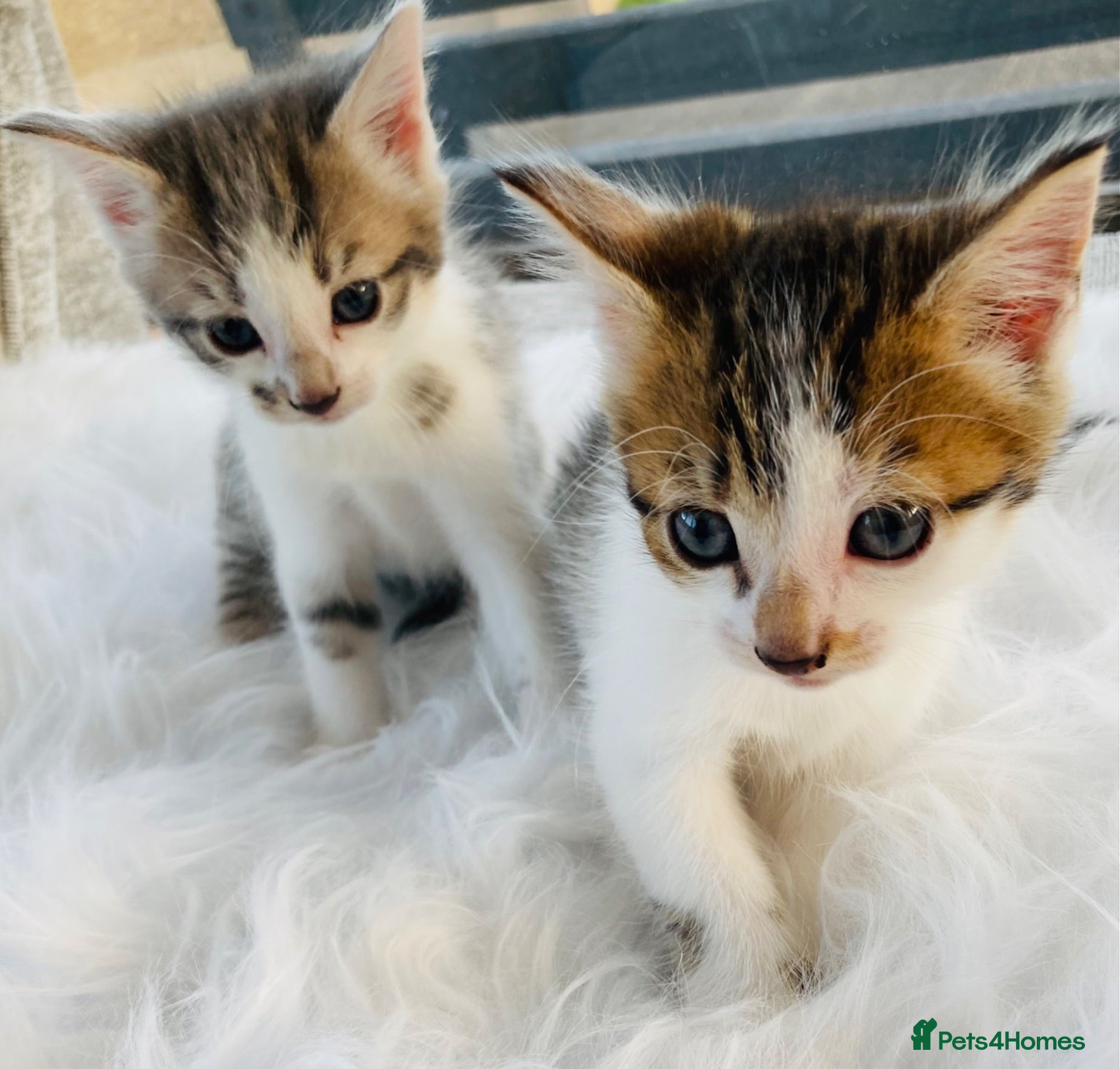 Mixed Breed cats Turkish Angora mix kittens - Advert 2