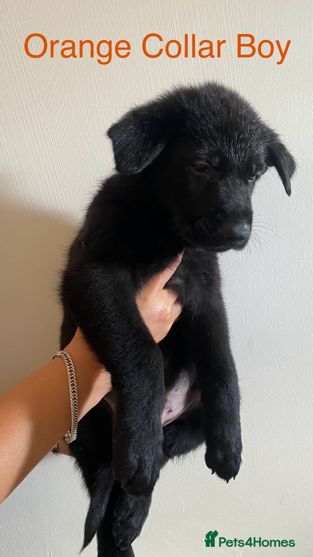 German Shepherd dogs for sale: Working Line German Shepherd Puppies – Cornwall - Image 8