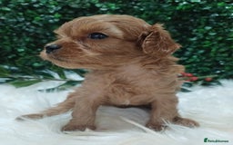 Cavapoo dogs for sale: Gorgeous red toy cavapoos  - Advert 9
