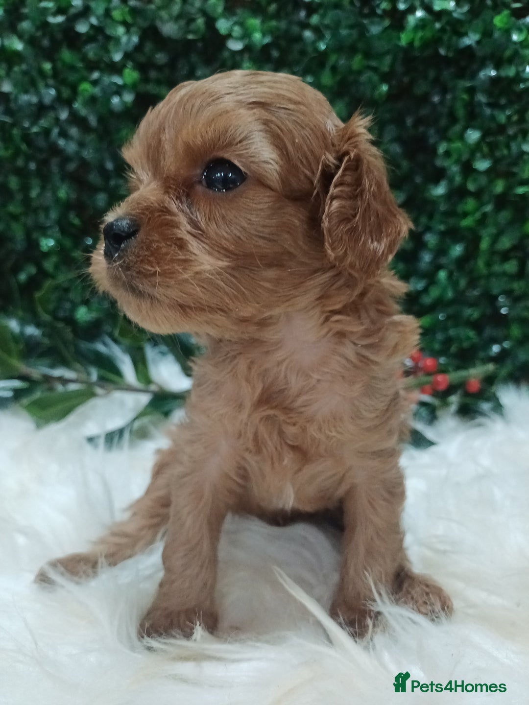 Cavapoo dogs for sale: Gorgeous red toy cavapoos  - Advert 9