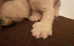 Mixed Breed cats for sale: Beautiful calico/ginger polydactyl kittens - Image 5
