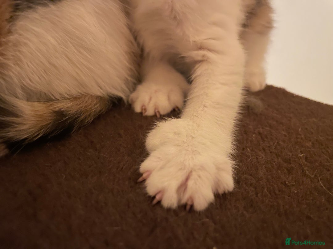Mixed Breed cats for sale: Beautiful calico/ginger polydactyl kittens - Image 5