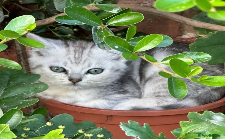 British Shorthair cats - Advert 1