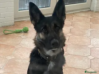 German Shepherd dogs Badger - Advert 7