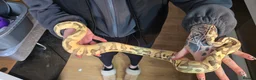 Python Snake reptiles for sale: Female bumblebee royal  - Advert 3