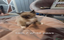 Ragdoll cats for sale: Beautiful Ragdoll Kittens - Image 15