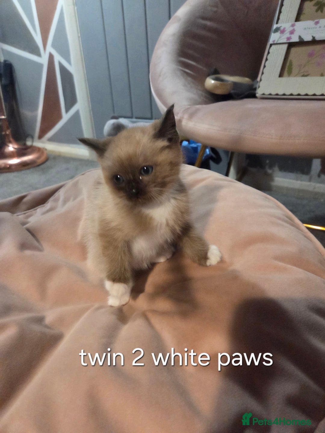 Ragdoll cats for sale: Beautiful Ragdoll Kittens - Image 15