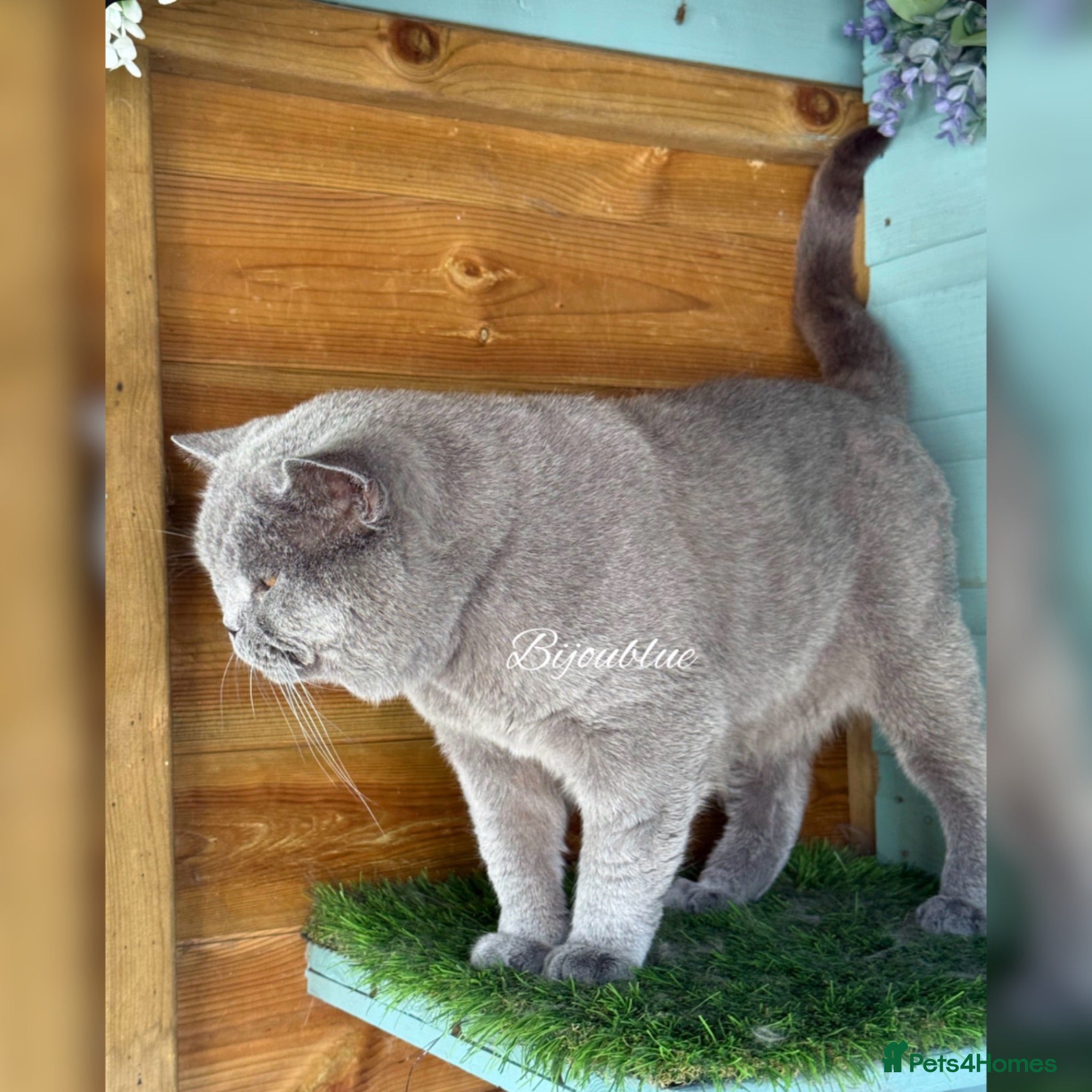 British Shorthair cats ⭐️ Russian Imported Stud ⭐️ - Advert 2