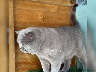 British Shorthair cats โญ๏ธ Russian Imported Stud โญ๏ธ - Advert 2