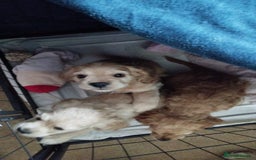 Mixed Breed dogs for sale: CavalierxCocker Spaniel Puppies -Both Parents Here - Image 1