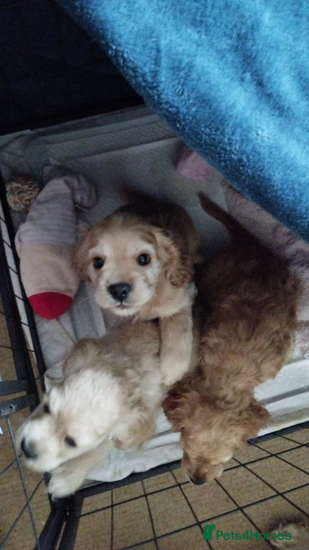 Mixed Breed dogs for sale: CavalierxCocker Spaniel Puppies -Both Parents Here - Image 1