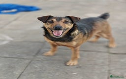 Mixed Breed dogs for adoption: 💙🐶 STAS 🐶💙 - Image 13