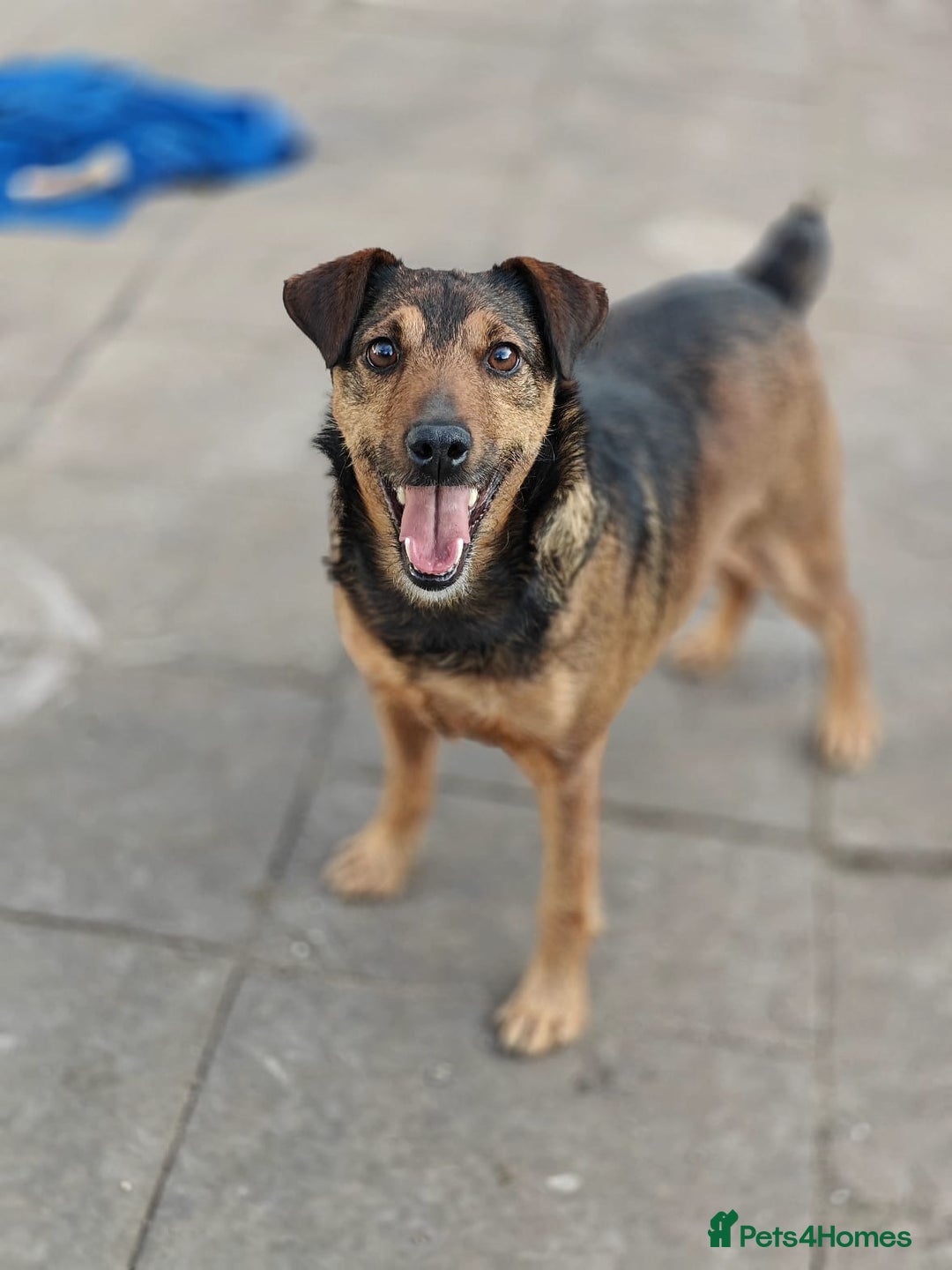 Mixed Breed dogs for adoption: 💙🐶 STAS 🐶💙 - Image 13