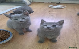 Russian Blue cats for sale: TICA 5* Pedigree Russian Blue Kittens - Image 7