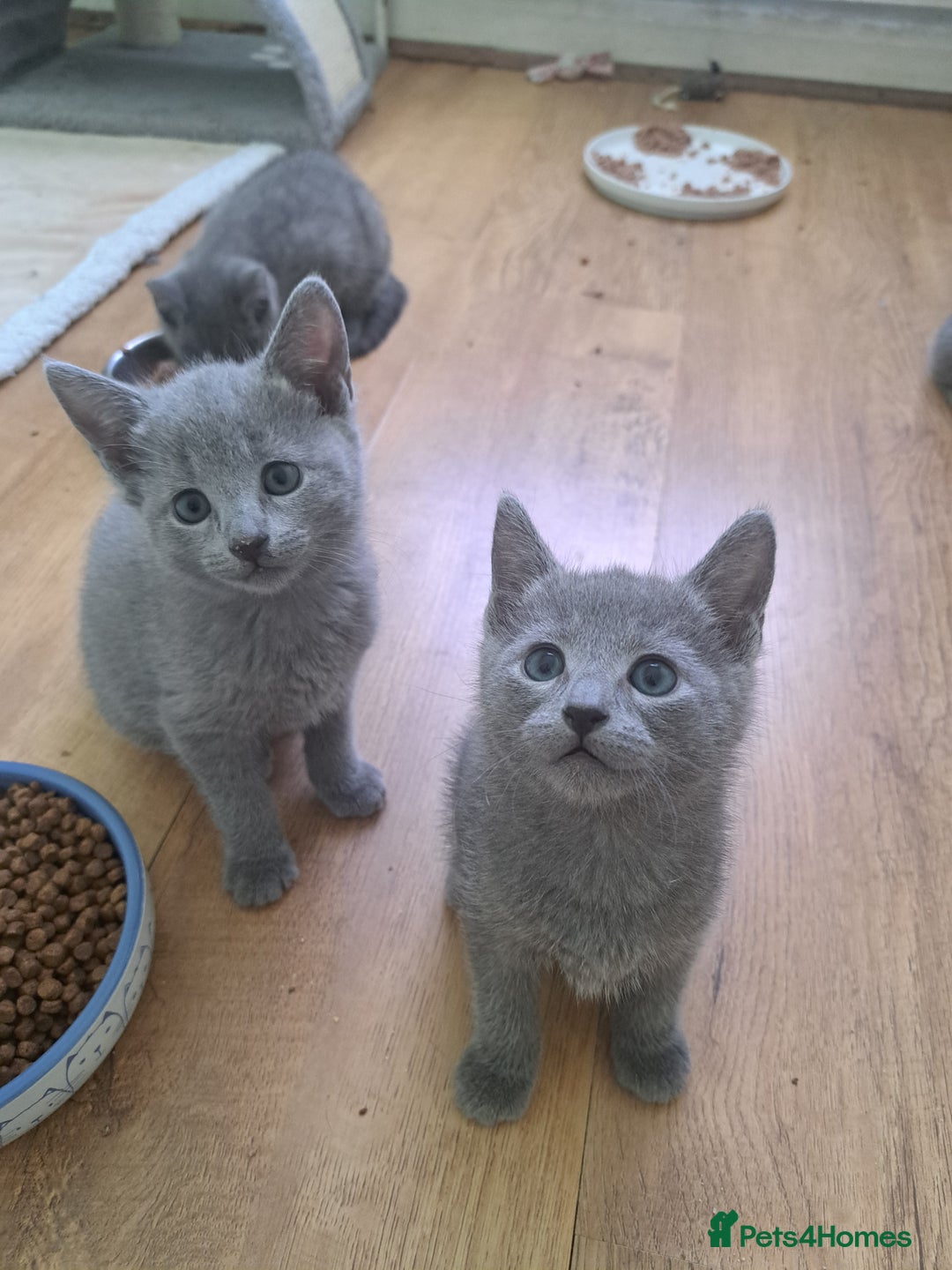 Russian Blue cats for sale: TICA 5* Pedigree Russian Blue Kittens - Image 7