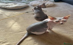Sphynx cats for sale: 4 Beautiful sphynx kittens available - Image 14
