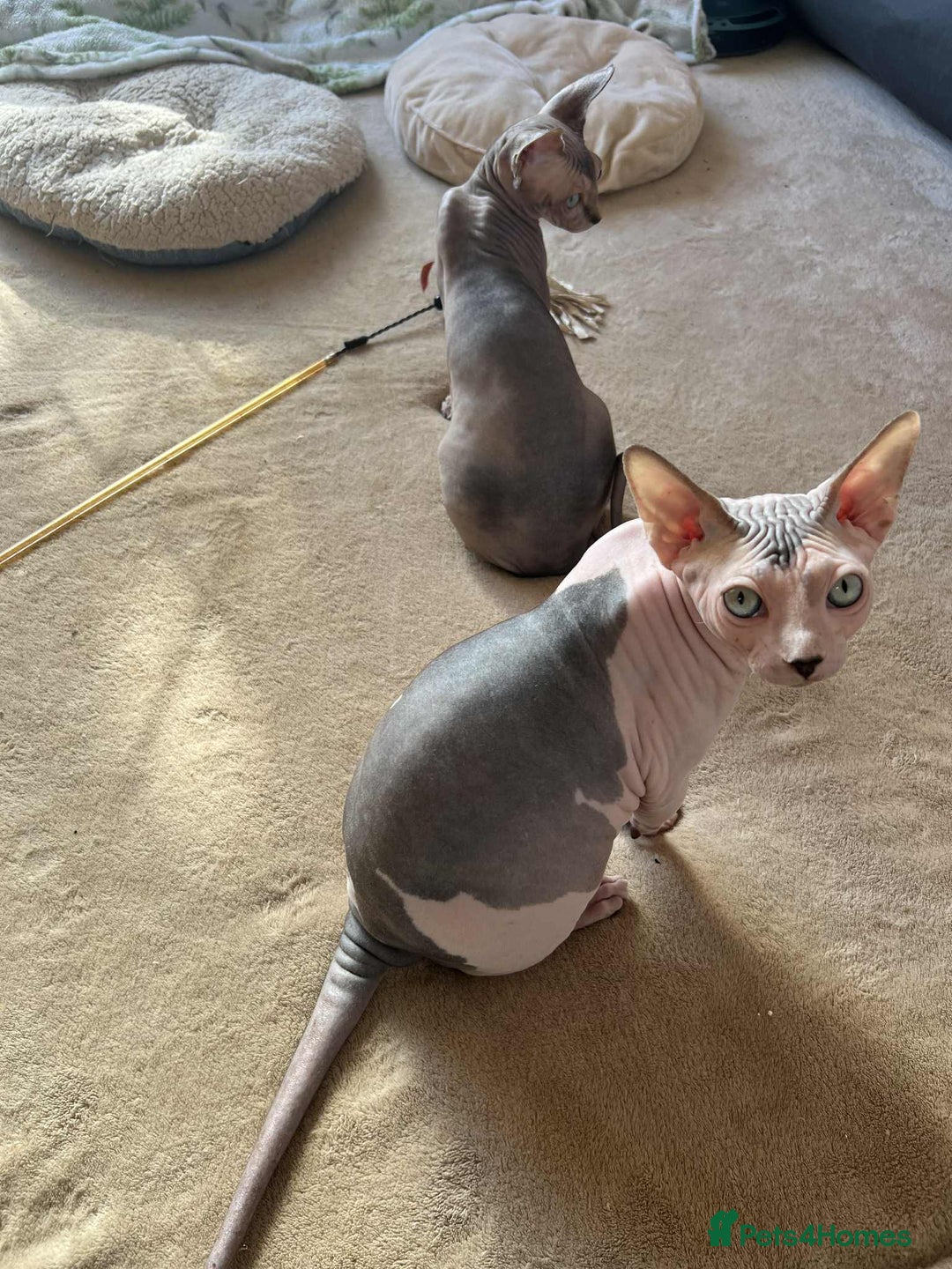 Sphynx cats for sale: 4 Beautiful sphynx kittens available - Image 14