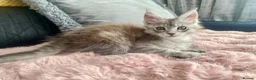 Maine Coon cats for sale: Maine Coon GCCF  - Advert 2