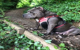 American Bully dogs for sale: Classic American pocket bullys - Image 9