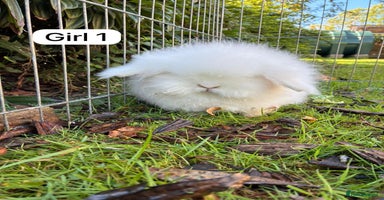 Angora rabbits - Advert 9