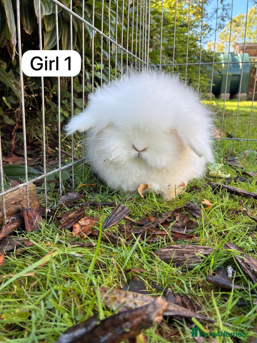 Angora rabbits for sale: Male Teddy widder rabbits for sale  - Image 3