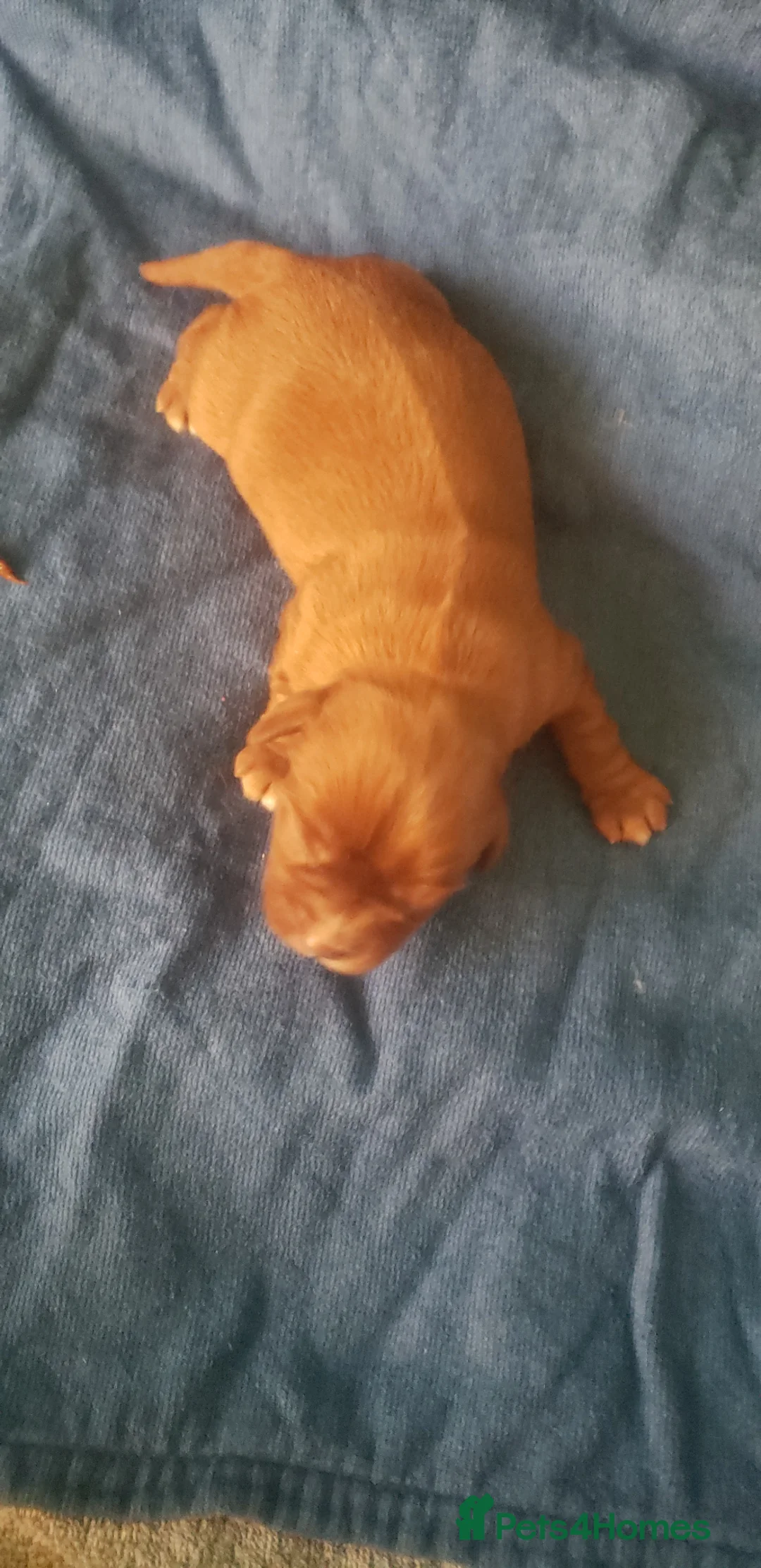 Cavalier King Charles Spaniel dogs for sale: One Cavalier Male Ruby and White - Advert 9
