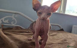 Sphynx cats for sale: 🩷 Sphynx Kitten – Female   - Image 8