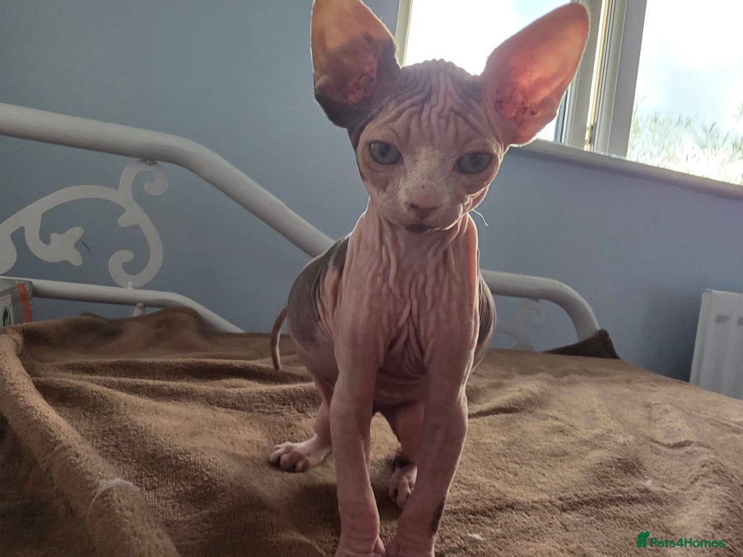 Sphynx cats for sale: 🩷 Sphynx Kitten – Female   - Image 8