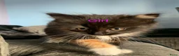 Mixed Breed cats for sale: Kittens for sale - Advert 5