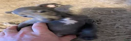 Italian Greyhound dogs for sale: KC italian greyhound puppie for sale  - Advert 9