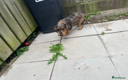 Dachshund dogs for sale: STANDARD DACHSHUND  - Image 1