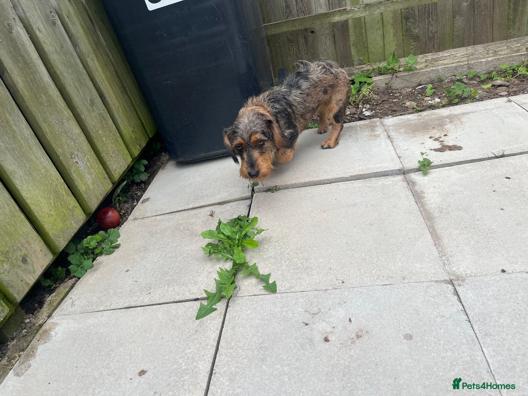 Dachshund dogs for sale: STANDARD DACHSHUND  - Image 1