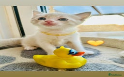 Ragdoll cats for sale: Ragdoll kittens for sale - Image 17