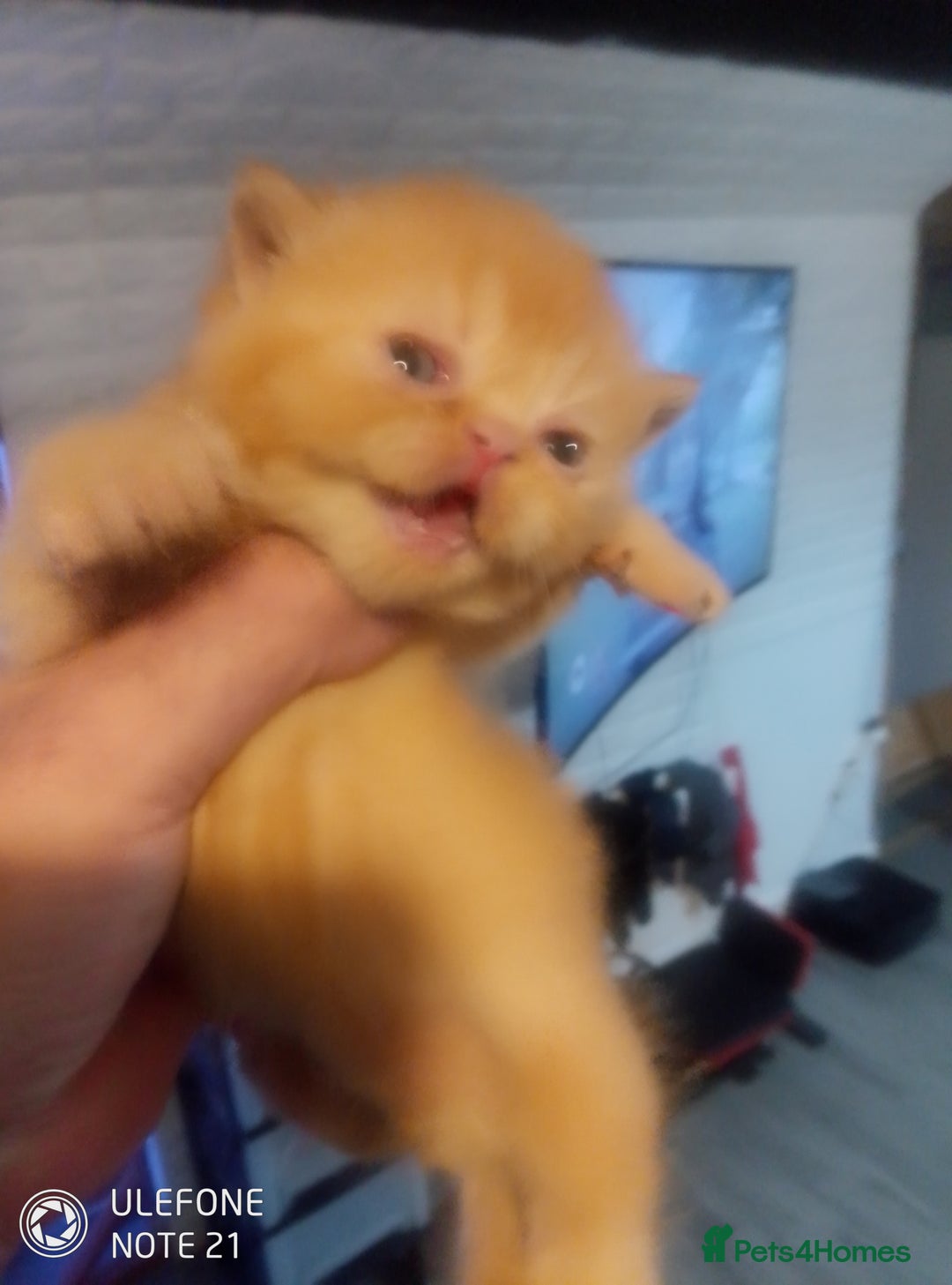 Exotic cats for sale:  Exotic British shorthair  - Image 7