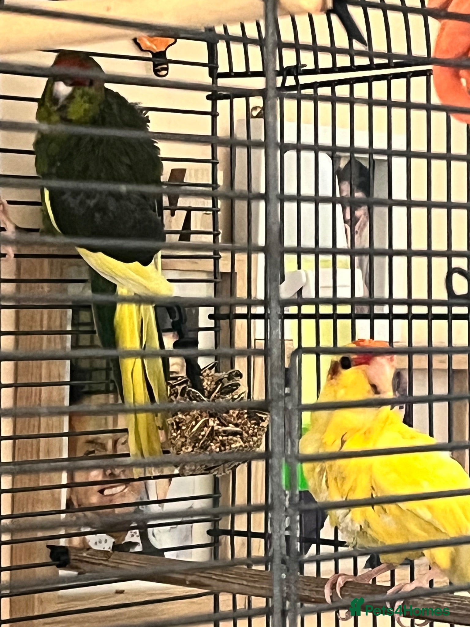 Parrots birds Lush baby kakaraki  - Advert 1