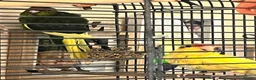 Parrots birds for sale: Lush baby kakaraki  - Advert 1