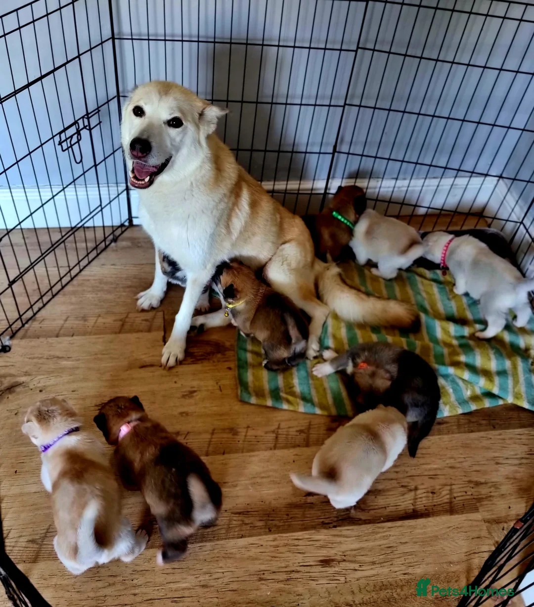 Siberian Husky dogs for sale: Husky/akita pups - Advert 11