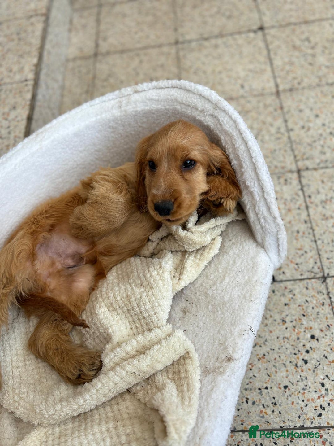 Cocker Spaniel dogs for sale: 1 male show type cocker spaniel available  - Image 6